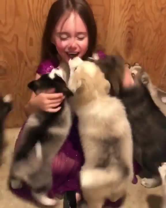 When Husky puppies attack lol