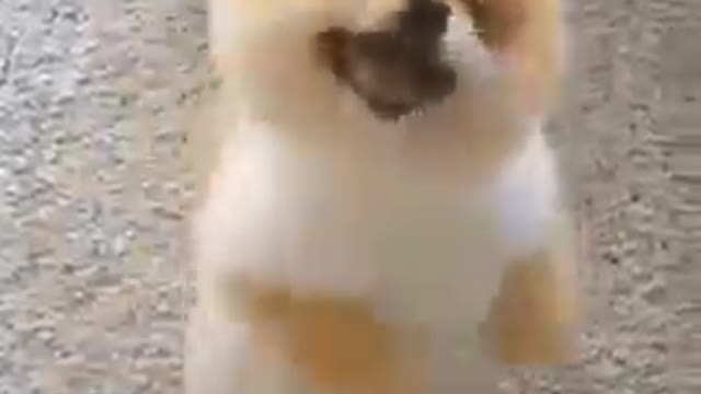 Cute Dog Video Funny