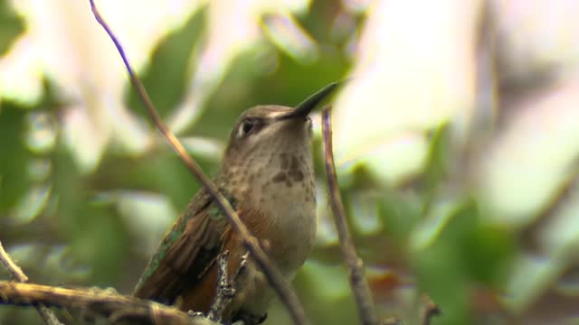 Suara burung cantik