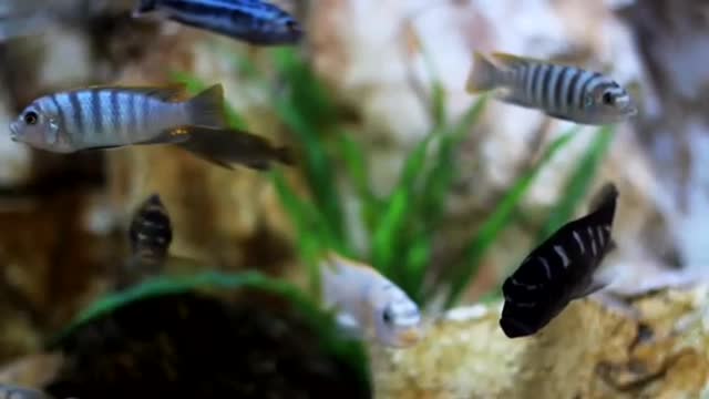 Beautiful little fishes swimming