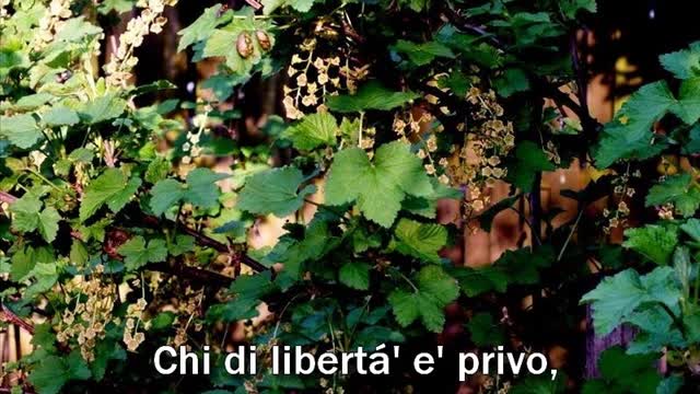 PROVERBI ITALIANI SU LIBERTA'