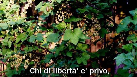 PROVERBI ITALIANI SU LIBERTA'