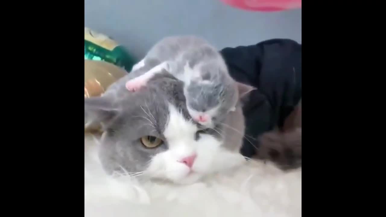 Mother cats protecting their cute kittens