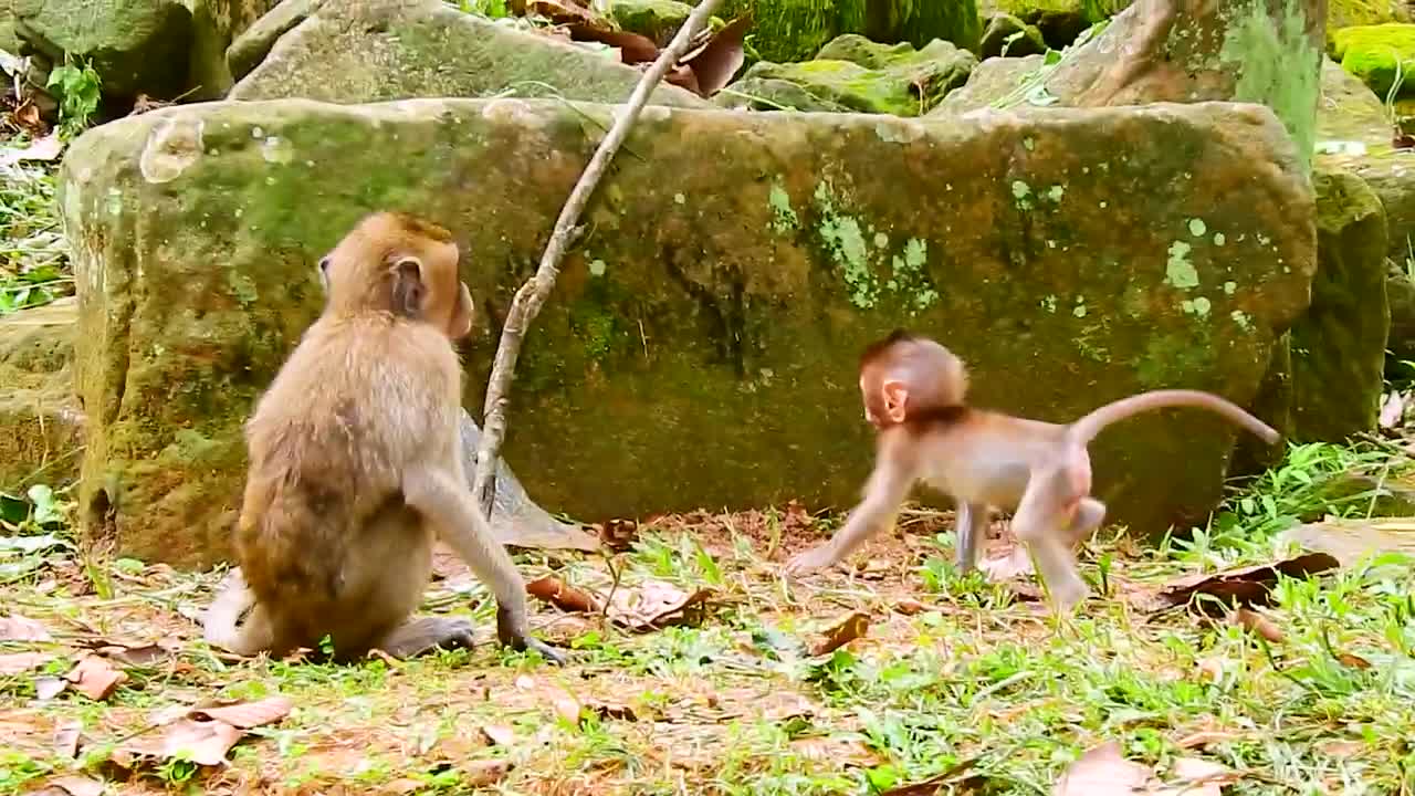 Rainbow walking funny, newest, viral, fyp monkey baby animal videos