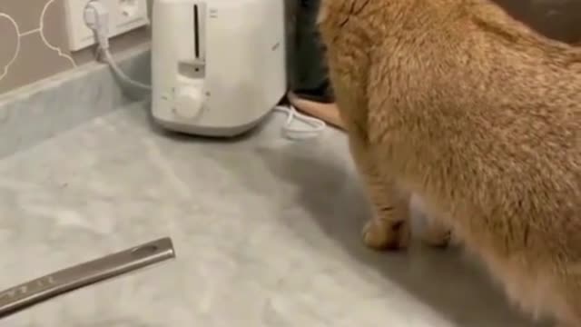 Funny cats video