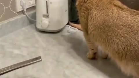 Funny cats video