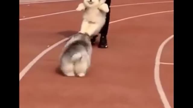 Cute baby animals Videos Compilation cutest moment of the animals - Animals SOO Cute! #2