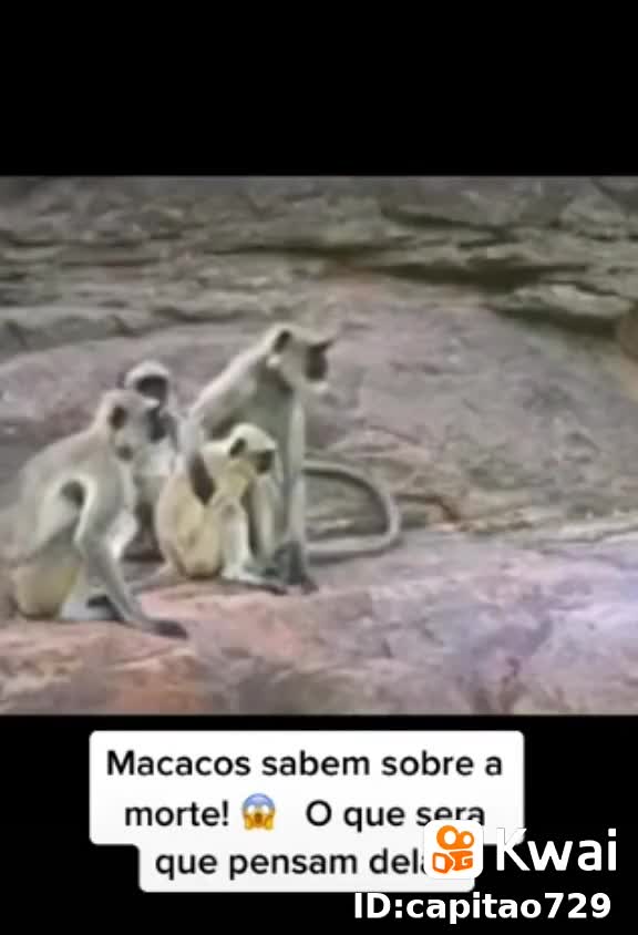 o macaco morreu era apenas um robô