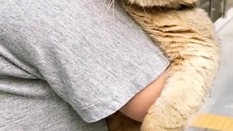 Baby 🐈 cats videos by ZebTv