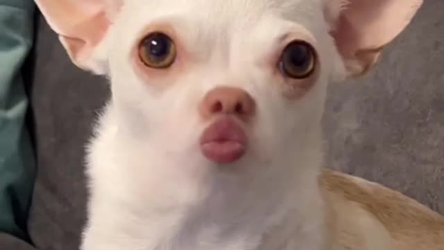 This filter turn s me from a biter chihuahua to kisser chihuahua 👿👿