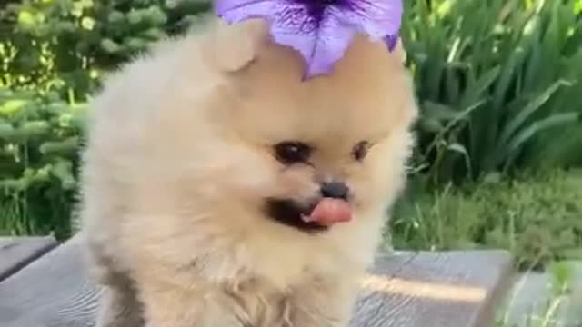 Celo Pets - Animais Engraçados