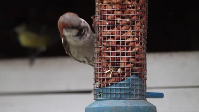 Bird feeding on a treat