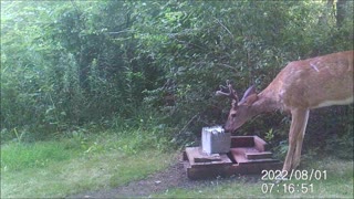 Backyard Trail Cam - Big Buck at Salt Block