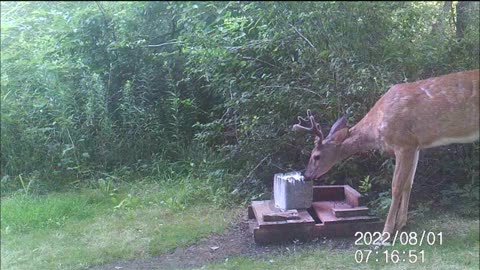 Backyard Trail Cam - Big Buck at Salt Block