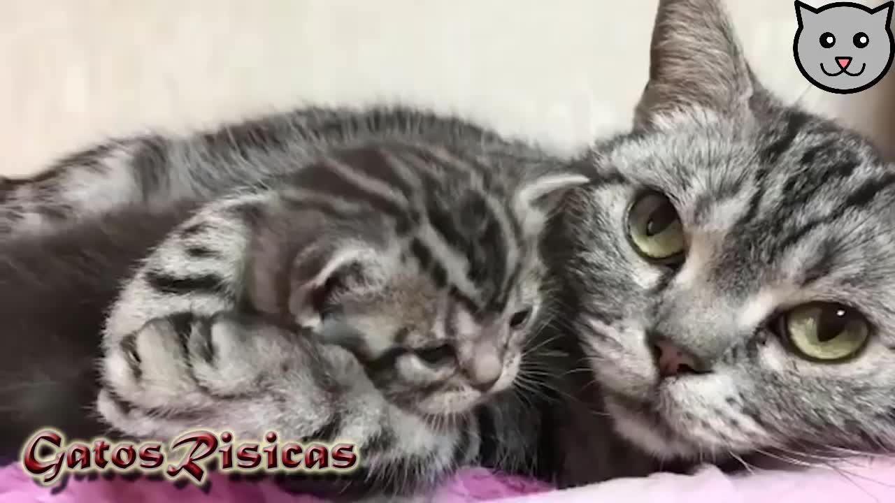 GATITOS, AMOR DE MADRE😍😍😍