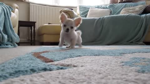 Buddy the Chihuahua pup