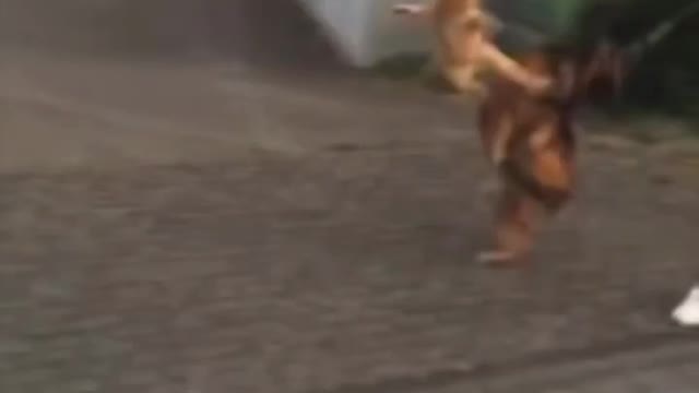 kung fu cat vs dog