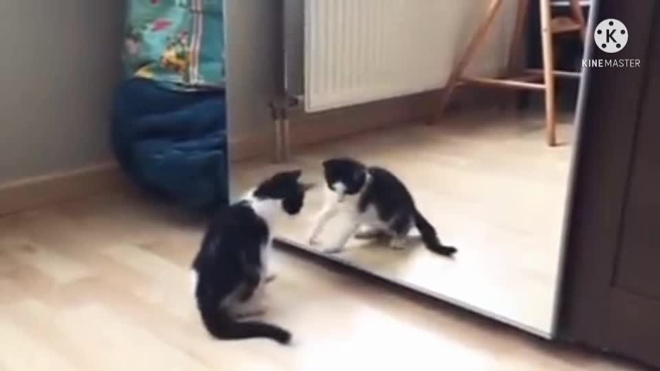 Funny cat video.