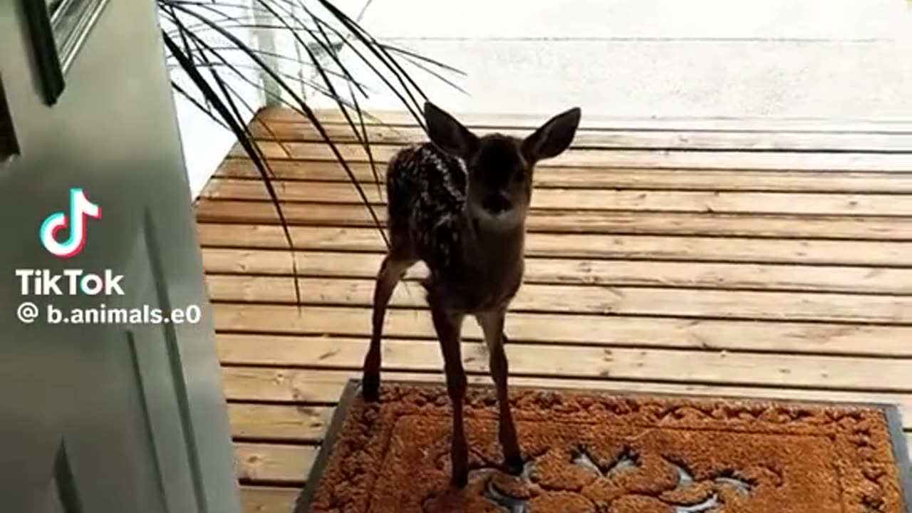 VAT TIME OUT FOR ADORABLE BABY 🥰 DEER 🦌 RESCUE 🛟 STORIES