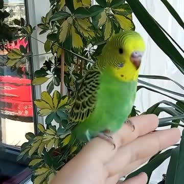The love bird stands on the toes of its owner's hand and sings