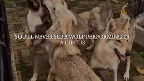 Wolves