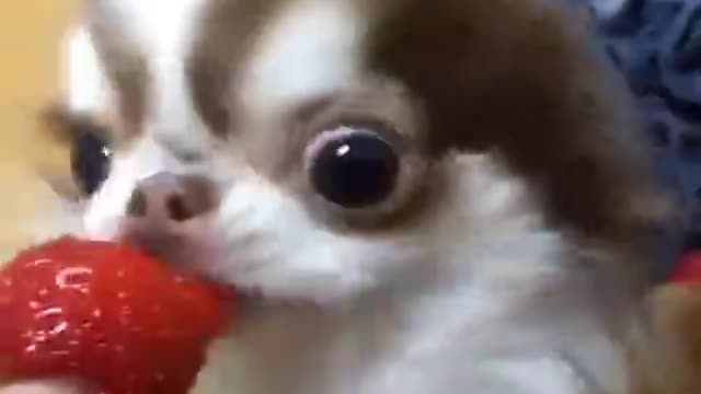 Watching pets eat is very decompressing.