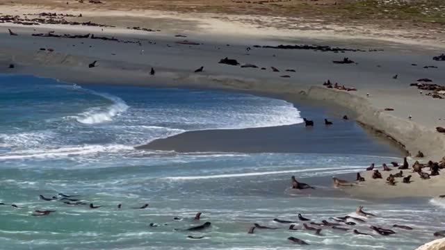 Sea Lion Run - San Miguel Island
