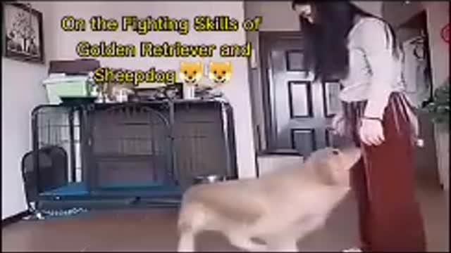 Street of fighter(dog)