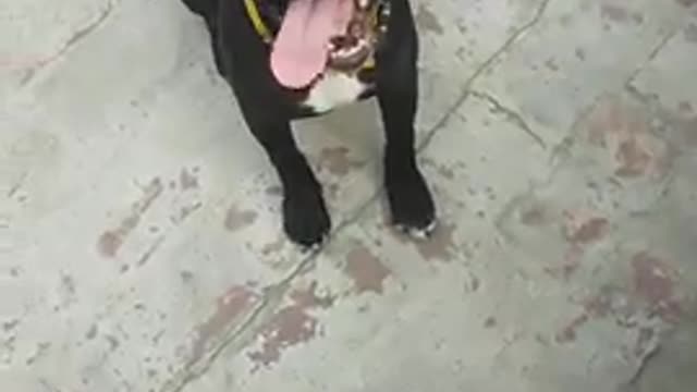 Dog training video