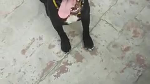 Dog training video