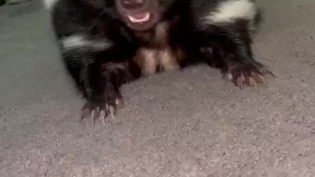 the skunk cute amimals 🤢🤮