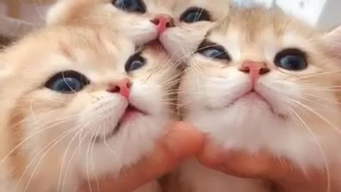 Cute Triple kitten