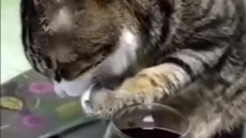 When Cat Got Drunk 😂 | Funny Video | Watch till end 🥴