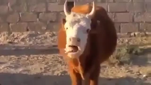 Animal Most Funny moment|2021