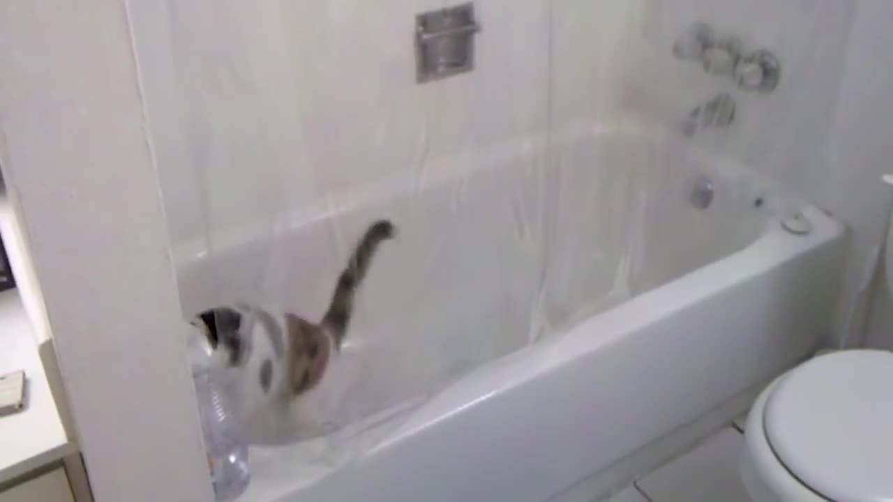 How to Wash an Adult Cat for the First Time