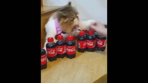 Funny animal 3