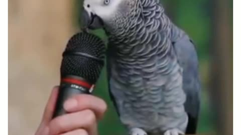 Parrot speaking