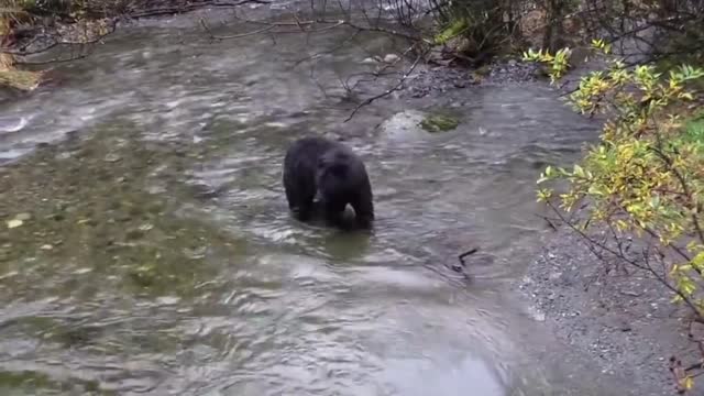 Bear In The River in Seal Attacked By Seagull