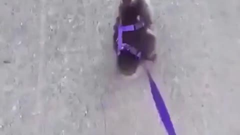 This happy little duck going for a walk.