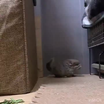You have now seen a baby chinchilla