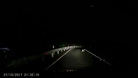 Koala Causes a Little Traffic Jam