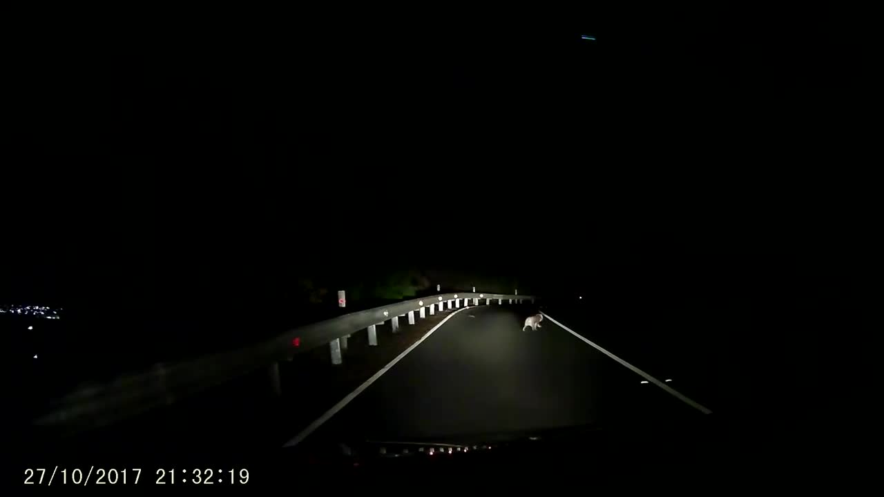 Koala Causes a Little Traffic Jam