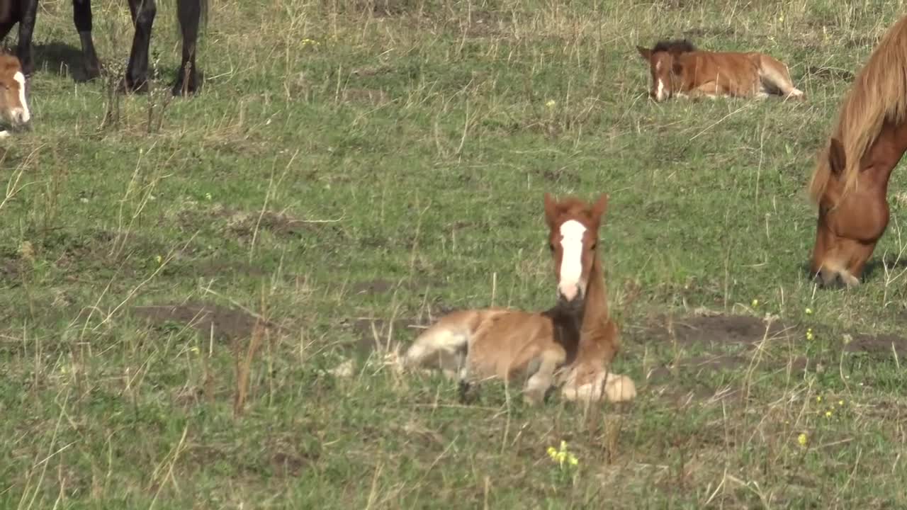 The stallion did not allow a stranger to approach the mares