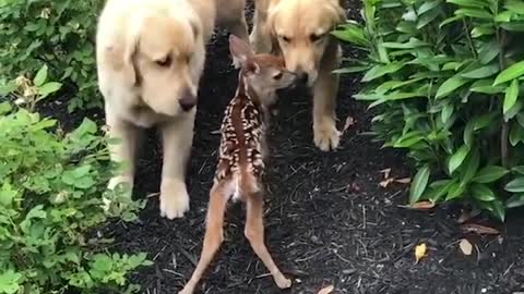 When you come back home :D (dogs and puppies adorable behavior)