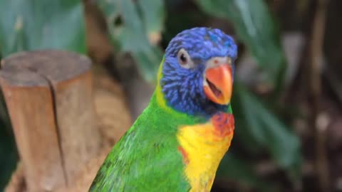 Beautiful Parrot Birds Video