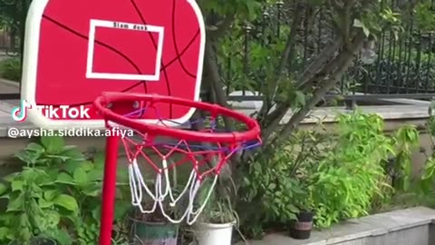 Cat playing basketball.