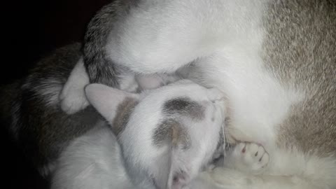 sleepy sweet cat