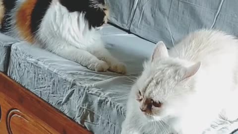 Funny video