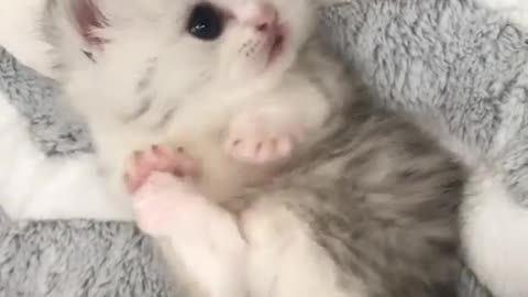 Relaxing mood and play time - Cat Lovers