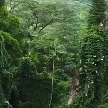 This place looks like a scene out of Jurassic Park